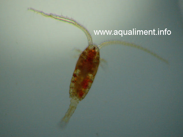 copépode marin DSC00456