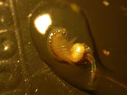 femelle d'artemia qui se trouve dans une goutte d'eau